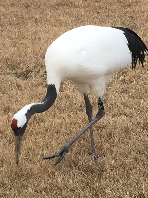タンチョウ散策